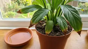 Pianta in vaso con punte delle foglie marroni su un davanzale